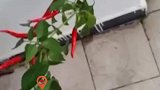 时隔4个多月返校，同学发现卫生间墙角里长出一棵辣椒