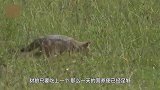 豺狼偷猎小鸵鸟，鸵鸟爸爸看准机会，一脚把豺狼肋骨踢断了几根！