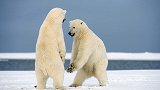 全球唯一的北极熊监狱？专关“熊孩子”，表现良好即可获释