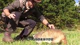 哈士奇从背后偷袭獾，狗獾：士可杀不可辱，你小子摊上事了