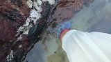 赶海：小哥被大货冲破了头脑，直接下手抓结果被扎的透心凉