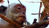 猴妈妈在哭，因为它失去了自己的孩子，悲哀的她它一种哭到睡觉