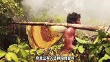 越南人是怎么掏蜂蜜的光着膀子直接上，米蜂蜜被“连根拔起”