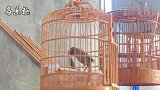 画眉鸟叫声，叫口多的画眉鸟连唱，清脆悦耳！