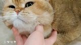 还别说，脸大的猫咪就是好撸