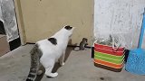 老鼠你就给我一个痛快吧，猫我就静静的看你往哪儿逃