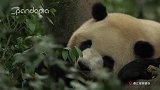 国宝的生活就是这么朴实无华