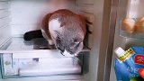 猫咪躲进冰箱不肯出来，猫咪：全家最凉快的地方，还被你发现了