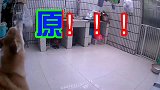 秋田表示它独自在家的噪音不错！