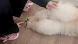 小姐姐挠狗子的搞笑操作，狗狗也怕痒啊！