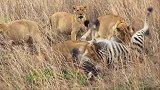 母狮和小狮子听到骚动也过来大吃一顿！