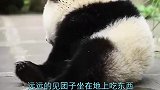 大熊猫啃东西，饲养员走近一看，吓得说不出话来：我滴个亲娘！