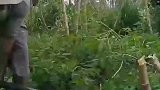 勤劳致富靠双手，辛勤劳动者，田园生活