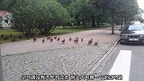 鸭子排着队过马路对面，走到最后，外面的鸭子又回去