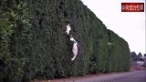 猫咪想要跳过去，却高估了自己弹跳能力，直接挂在了绿植上！