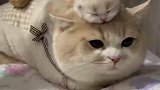 小猫咪在爸爸头上玩耍，猫爸一动不动