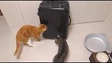 两只猫咪轮番检查主人新买的拉杆箱，检查完后，猫我们征用了