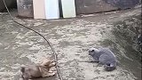 家里的小奶狗天天像复读机一样，对着猫咪乱喊乱叫，胆子不小啊