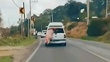 走走道，猪从车里掉出来了