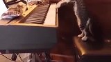 沙雕动物的迷惑行为：第25期之学过音乐的猫咪，去过夜店的狗子