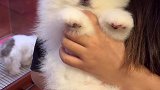 养茶杯犬的好处