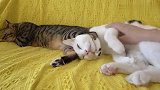 小猫黏着大猫，压住大猫的喉咙不肯放，铲屎官：快断气了！