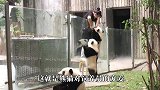 小熊猫被当“桌垫”，下一秒小熊猫的反应，忍住不要笑