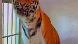 饲养员给老虎洗澡萌翻游客，没有耳朵的大猫