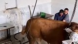 牛疯了，这才是真正的牛了个牛