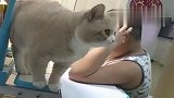 我家大肥猫每天都要陪儿子读书，还能听懂人话，真是太聪明了