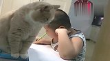 我家大肥猫每天都要陪儿子读书，还能听懂人话，真是太聪明了