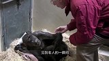 非洲雄狮被女子救下，半年之后再相见，雄狮一眼认出了恩人！