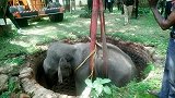 丛林救援：印度小象坠井 吊车出动将它吊起