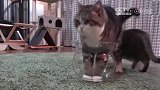 猫咪表演如何把自己塞进一个小鱼缸里