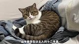 猫咪最想说的心里话，你知道是什么吗？