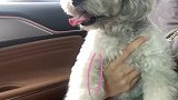 小型犬一定要重视这个问题！