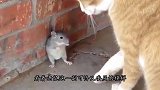 猴子抓住一只老鼠，一顿操作猛如虎，下场比被猫抓住还惨