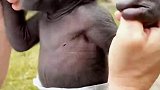 刚出生的小猩猩撞脸复联英雄，这是罗德的小时候吗