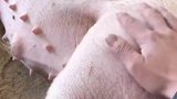 这是啥造型，万万没想到