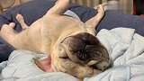 斗牛犬宝宝霸气的睡姿,这样的睡相就算了,还打呼噜