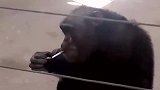逍遥自在的大猩猩，这抽烟动作真熟练，长见识了