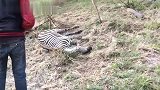 解救斑马行动：斑马中了盗猎陷阱，好心人果断营救