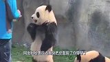 这只熊猫火了，当它把脚放在墙上的那一刻，真不敢相信自己的眼睛