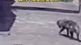 监控拍下一条近20岁狗的最后一幕，看着好心疼，狗狗一路走好