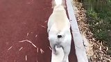 斗牛犬这猫步迷死人呀！