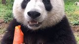 咔吱咔吱脆！秦岭大熊猫“夺笋”吃播营业中