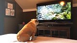 看个电视，能把斗牛犬操碎了心