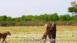 小象还是大意，原以为狮子松懈了，结果白白搭上了自己性命