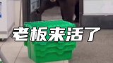 熊老板来两条鱼