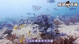 鱼是怎么睡觉的？海洋生物千奇百趣的睡眠方式，睡姿百态各有千秋